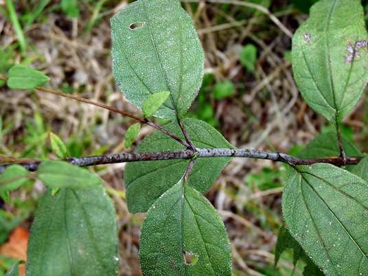 {Helianthus microcephalus}